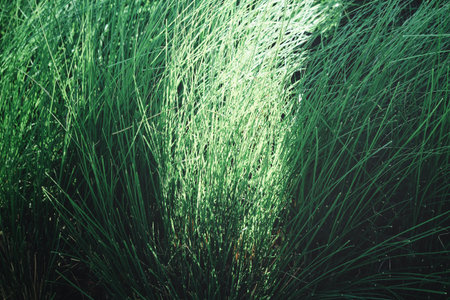 Green grass leave