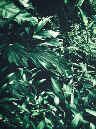 Beautiful of palm tropical leaves