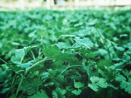 Coriander background or textureの写真素材