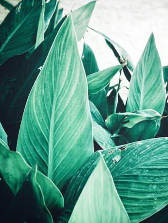 Beautiful of green tropical leavesの写真素材