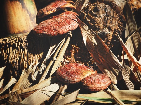 Ganoderma Lucidum - Ling Zhi Mushroom in forestの写真素材