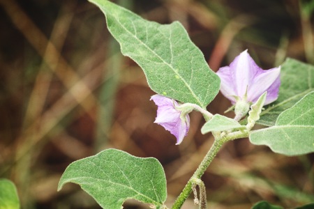 Close up of eggplantの写真素材