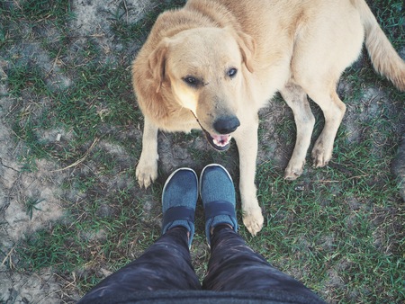 Selfie of dog labrador playing and shoesの写真素材