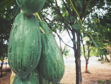 Papaya on treeの写真素材