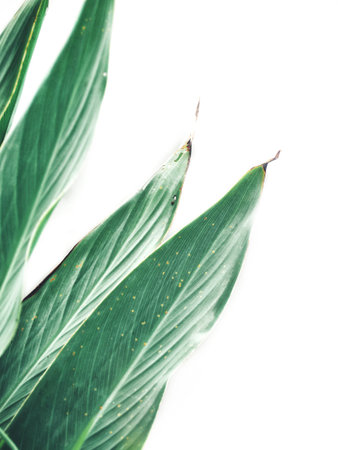 Beautiful of green tropical leaves isolated white background