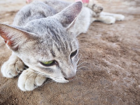 Beautiful of catの写真素材