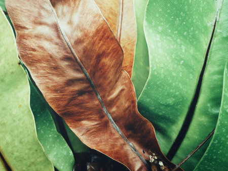 Tropical fern leaves