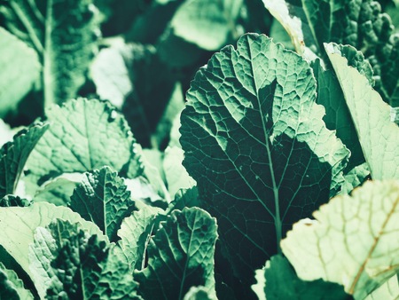 Pak choi in the vegetable gardenの写真素材