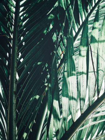 Beautiful of palm tropical leaves