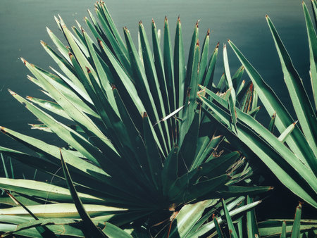 Beautiful of palm tropical leaves