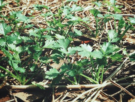 Coriander in the vegetable garden