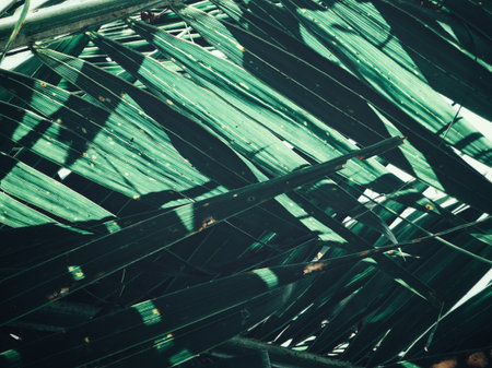 Beautiful of palm tropical leaves