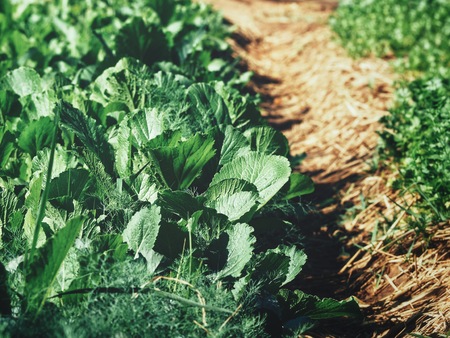 Pak choi in the vegetable gardenの写真素材