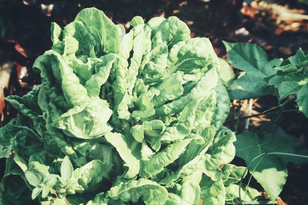 Lettuce in vegetables gardenの写真素材