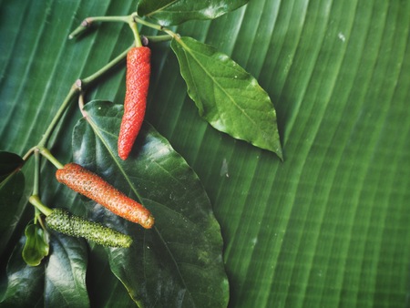 Indian long pepper on banana leavesの写真素材