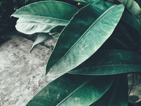 Beautiful of green tropical leavesの写真素材