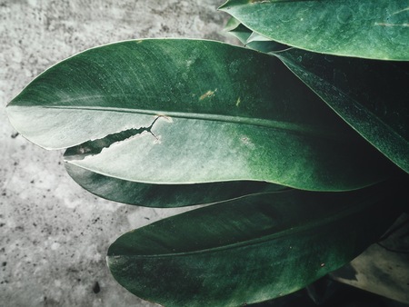 Beautiful of green tropical leavesの写真素材