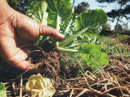 Selfie of pak choi on hand in the vegetable garden