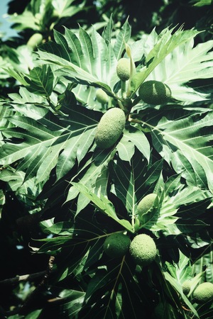Breadfruit and leaves on treeの写真素材