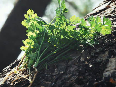 Coriander on the tree