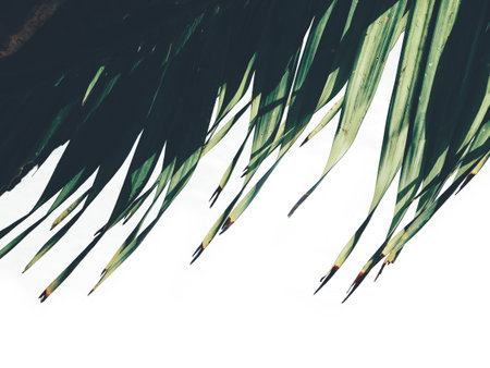 Beautiful of palm tropical leaves