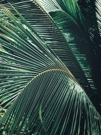 Beautiful of coconut palm tropical leavesの写真素材