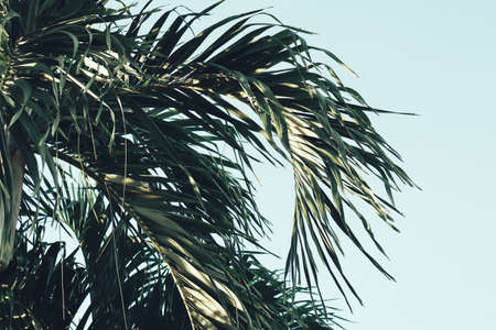 Beautiful of green tropical leaves and skyの写真素材