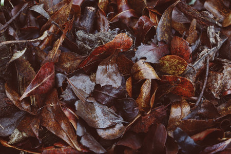 Beautiful of banana dried leaves background or textureの写真素材