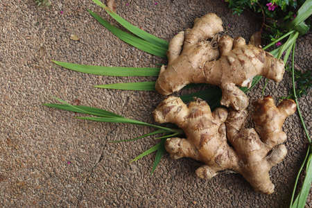 Close up of ginger root and green leavesの写真素材