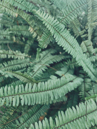 Beautiful of tropical fern leaves