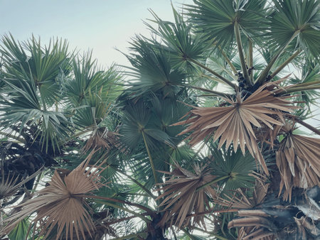 Beautiful of green tropical leaves