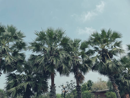 Beautiful of green tropical leavesの写真素材