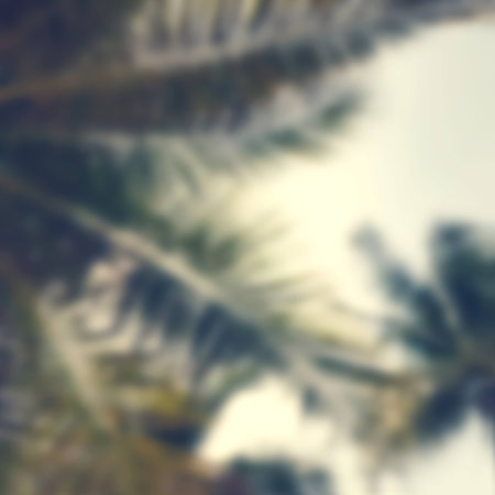 Blurred of coconut leaves on tree with skyの写真素材
