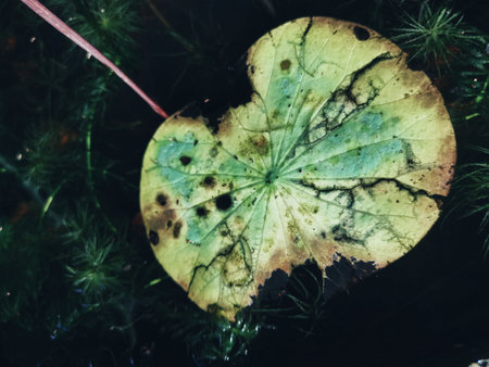 Beautiful of green tropical leaves