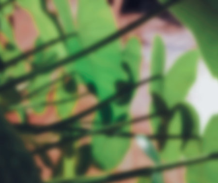 Blurred of green tropical leavesの写真素材