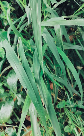 Green vetiver leaves background or texture