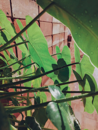 Beautiful of green tropical leavesの写真素材