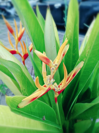 Beautiful of flowers and green tropical leaves
