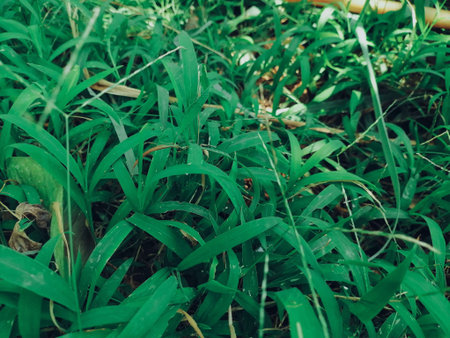 Green grass leaves background or texture
