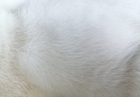 White cat fur background or textureの写真素材