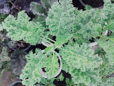 Curly kale leaf vegetable salad plant