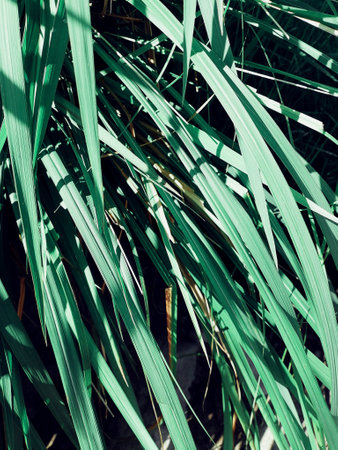 Green vetiver leaves background or textureの写真素材