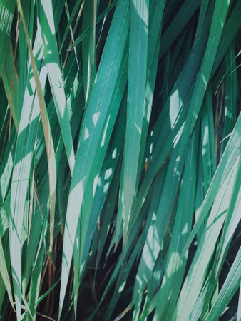 Green vetiver leaves background or textureの写真素材