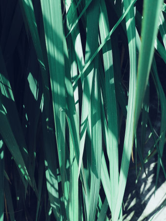 Green vetiver leaves background or texture