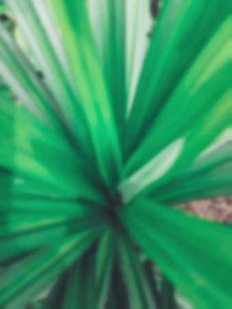 Blurred of green tropical leavesの写真素材