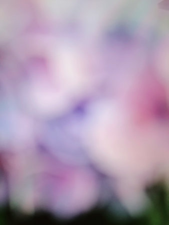 Blurred of color gerbera flowersの写真素材