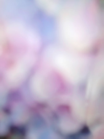 Blurred of color gerbera flowersの写真素材