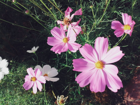 Beautiful of pink cosmos flowers in the garden