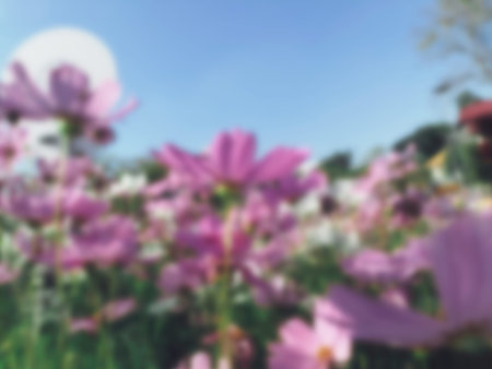 Blurred of pink cosmos flowers in the garden
