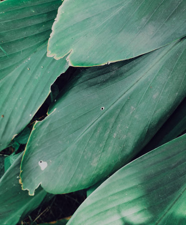 Beautiful of green tropical leaves